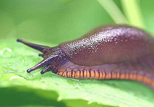 img-goodbye-pests-weeds-naturally