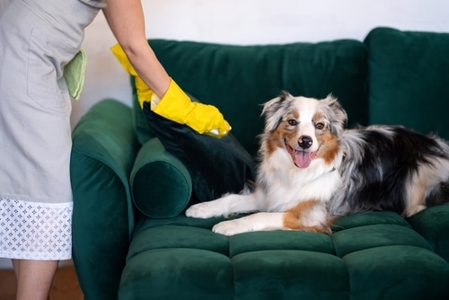 where-in-albuquerque-nm-can-i-book-high-quality-maid-services-for-my-home