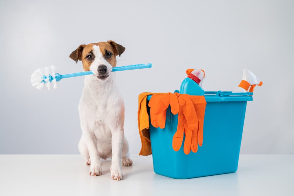 house-cleaning-albuquerque